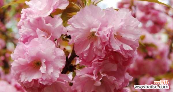 探寻樱花的神秘语言 樱花花语与代表意义——美丽的花朵与生命的象征