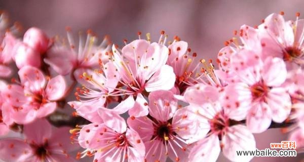 探寻樱花的神秘语言 樱花花语与代表意义——美丽的花朵与生命的象征