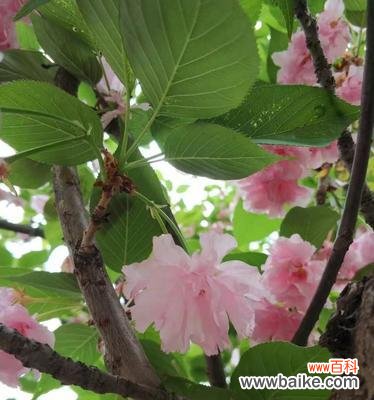 浪漫而短暂的樱花季节——探索樱花的美丽与哲理 樱花的寓意与花语