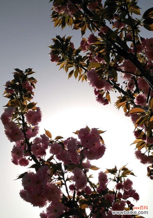 浪漫而短暂的樱花季节——探索樱花的美丽与哲理 樱花的寓意与花语