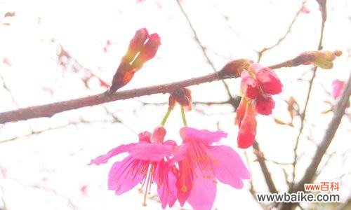 浪漫而短暂的樱花季节——探索樱花的美丽与哲理 樱花的寓意与花语