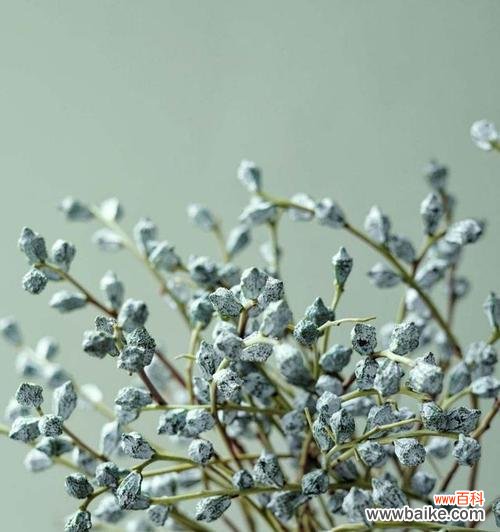 清新守护 尤加利的花语与寓意