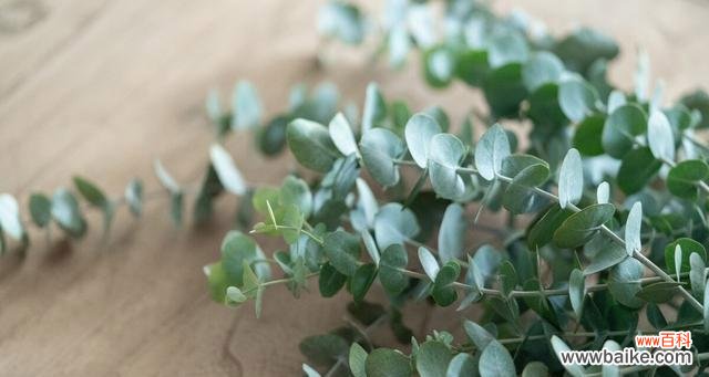 清新守护 尤加利的花语与寓意