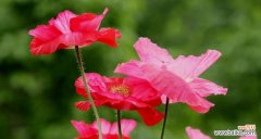 探寻虞美人花语的深层含义与文化象征 虞美人花语之美丽与诱惑