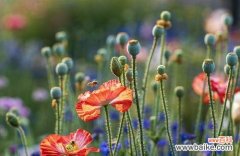 1.虞美人花语的浪漫诠释 虞美人的花语及传说