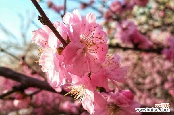 榆叶梅的意义和影响力 榆叶梅——美丽花卉的花语与作用