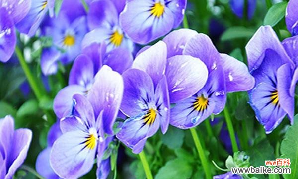 探秘榆树的神奇花语与古老传说 榆树之谜