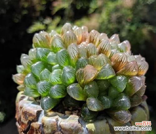 揭示玉露开花的象征及其寓意 以玉露开花的意义