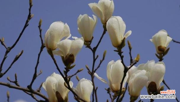 揭秘玉兰花的象征 玉兰花的花语与意义