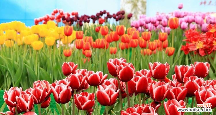 美丽绽放的郁金香 郁金香