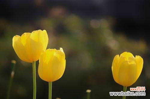 美丽绽放的郁金香 郁金香