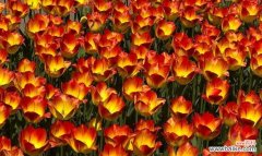 探究郁金香在生肖中的象征意义 郁金香——生肖代表的花卉之美