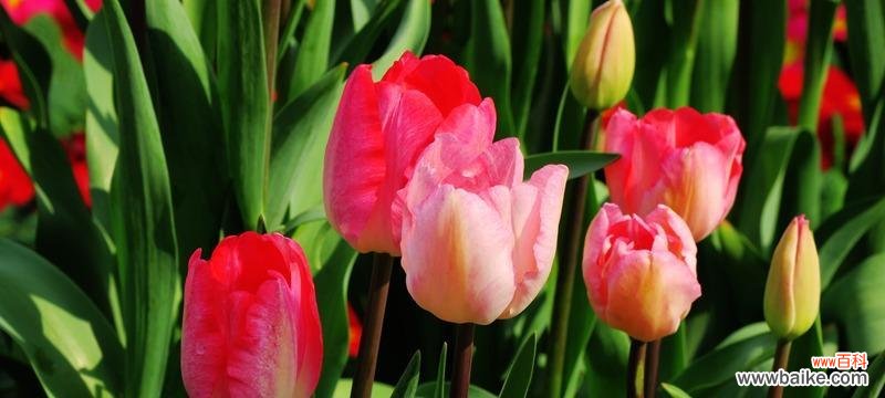 探究郁金香在生肖中的象征意义 郁金香——生肖代表的花卉之美