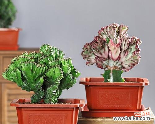 室内装饰与心灵净化的理想之选 玉麒麟绿植的寓意与养护方法