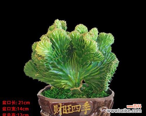 室内装饰与心灵净化的理想之选 玉麒麟绿植的寓意与养护方法