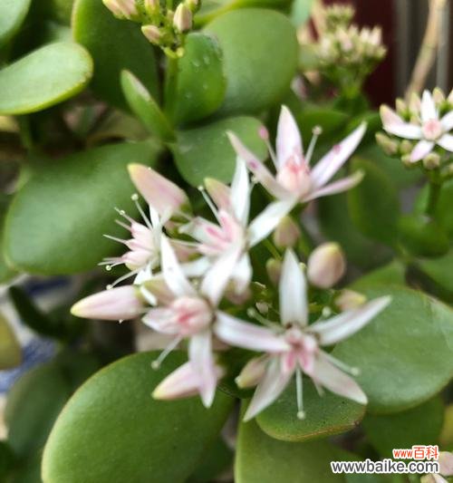 慈悲与希望的转变 玉树绽放的含义及象征