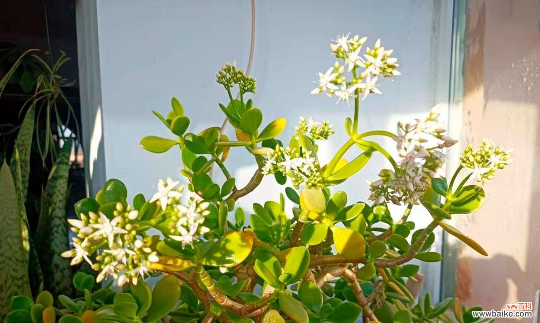 慈悲与希望的转变 玉树绽放的含义及象征