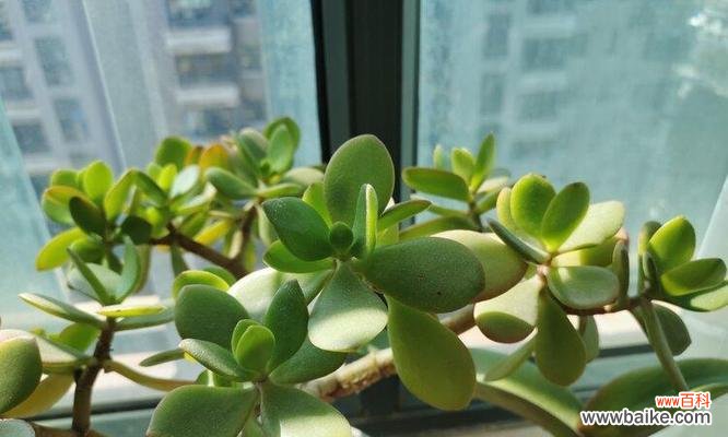 慈悲与希望的转变 玉树绽放的含义及象征