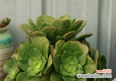 探寻御衣黄的花语与神话传说 御衣黄的花语与传说