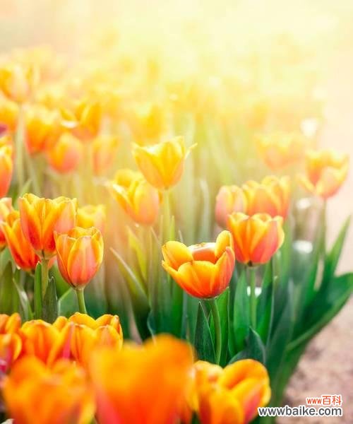 探索郁金香的历史 郁金香
