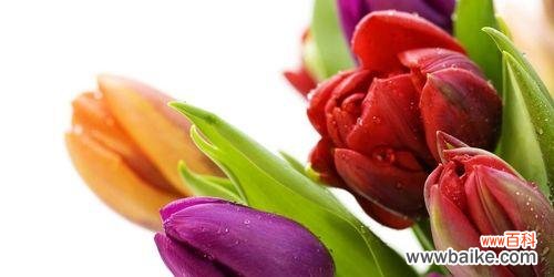 探索郁金香的历史 郁金香