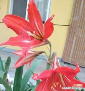 探寻花卉与金榜的象征意义 花开金榜，寓意无尽荣耀