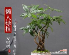 以寓意好的盆景树为源泉 寓意好的盆景树——传递生机与繁荣