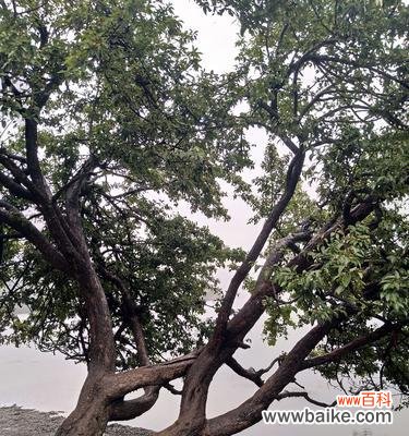 以树为主题的表达爱情的方式 爱情的树——寓意与象征