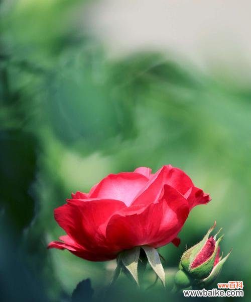 深入探索月季花的花语与魅力 月季花之美