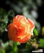 深入探索月季花的花语与魅力 月季花之美