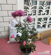 探索月季春化过程中的关键步骤与技巧 月季春化的意义及方法