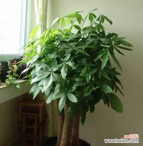 揭秘招财树的神奇力量 招财树花语与寓意解读