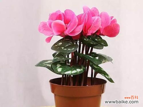 揭秘招财树的神奇力量 招财树花语与寓意解读