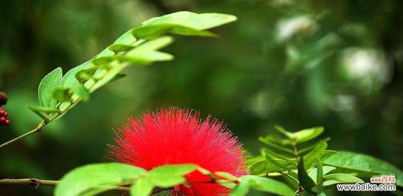 鲜艳绽放的希望 朱缨花