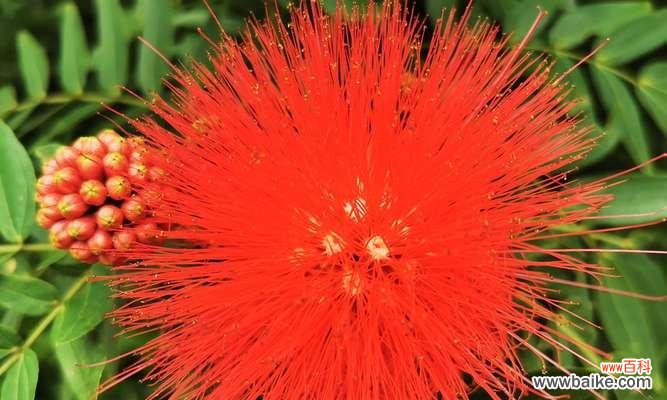 鲜艳绽放的希望 朱缨花