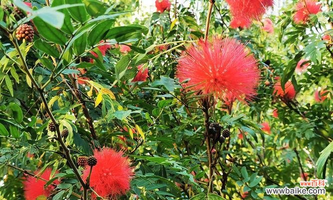 鲜艳绽放的希望 朱缨花