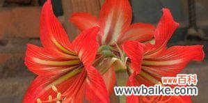 探寻朱顶红花的历史传说与象征意义 朱顶红花语与传说