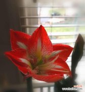 探寻朱顶红花的历史传说与象征意义 朱顶红花语与传说