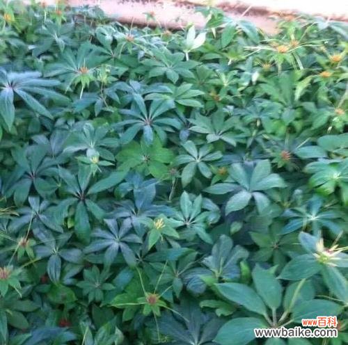 探寻重楼花语的深层意义 以重楼花语的含义与象征