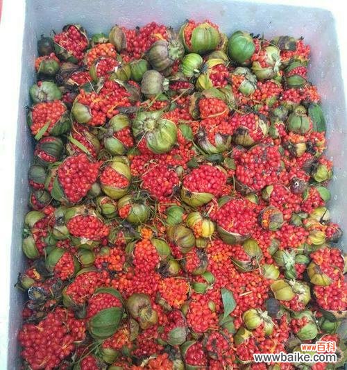 探寻重楼花语的深层意义 以重楼花语的含义与象征