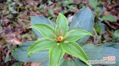 探寻重楼花语的深层意义 以重楼花语的含义与象征