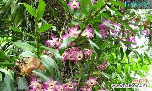 解析肿节石斛的花语 以肿节石斛的花语和含义