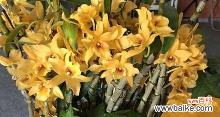 解析肿节石斛的花语 以肿节石斛的花语和含义