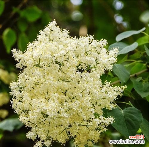 解读珍珠梅的花语及其象征意义 珍珠梅花语深意