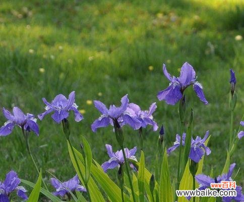 探寻花朵背后的友谊的象征 五种代表友谊的花，了解一下吗