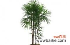 传承千年的坚韧与永恒——竹柏的花语与传说 竹柏的花语与传说