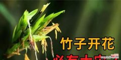 揭秘竹子开花所预示的含义 竹子开花的神秘预示