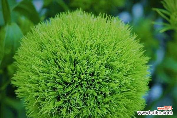 探寻竹子花语的深层意义 竹子花语——坚韧不拔的生命之道