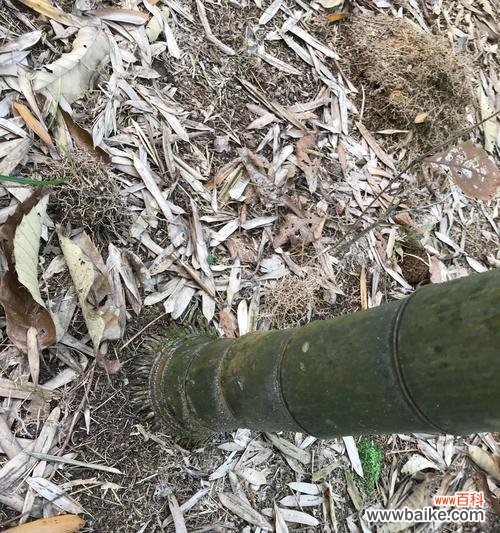 坚韧不拔的生命力 竹子的人生寓意及其象征的精神品质