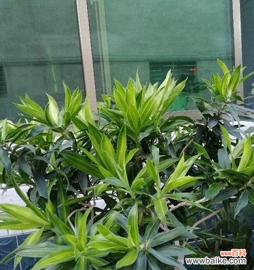 探索人类与竹之间的紧密联系 竹与人——一种独特的代表关系